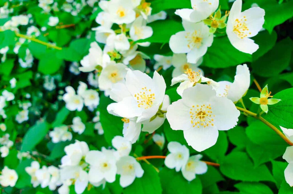 Duftskjærsmin (Philadelphus coronaries) – Planting, stell og egenskaper Duftskjærsmin - Planting, stell og egenskaper