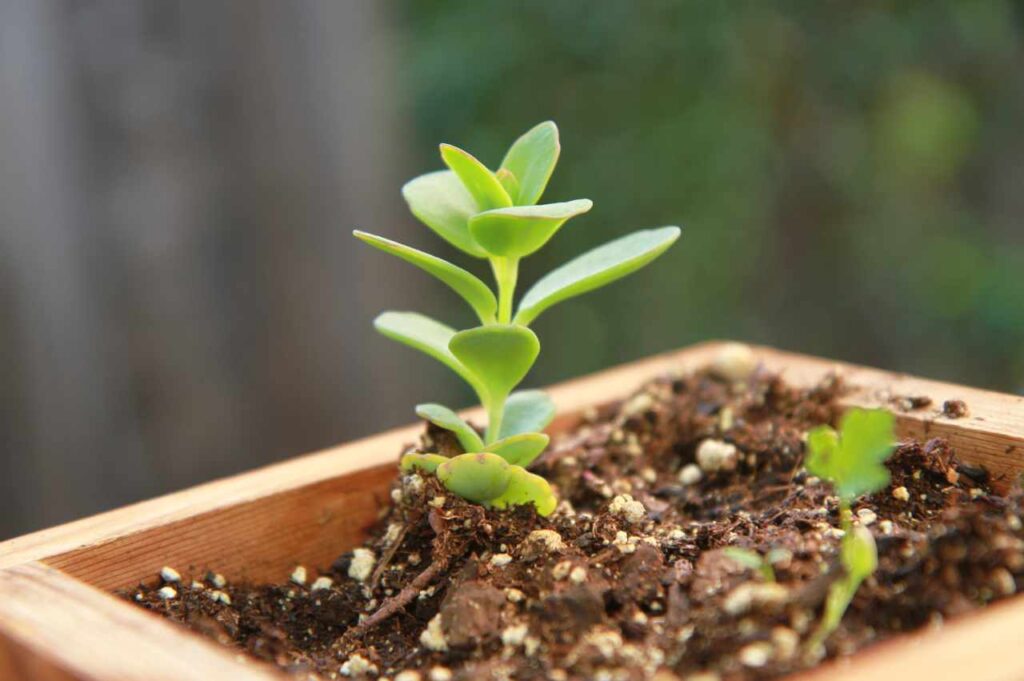 Hva kan man plante i plantekasser? Hva kan man plante i plantekasser (Tips!)