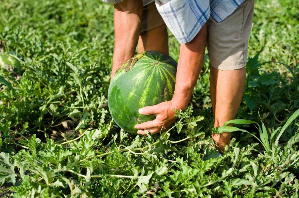 Hvordan-dyrke-vannmelon-Fremgangsmate-norge