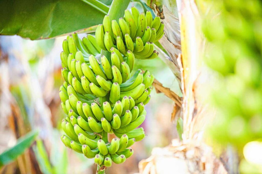 Hvor dyrkes bananer? Alt om bananproduksjon Hvor dyrkes bananer (Besvart!)