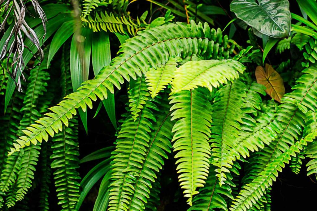 Hvordan bli kvitt bregner i hagen