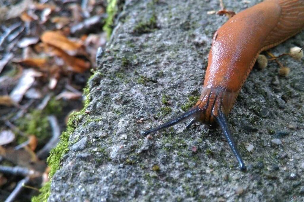Hvordan bli kvitt brunsnegler i hagen (Mulige løsninger)