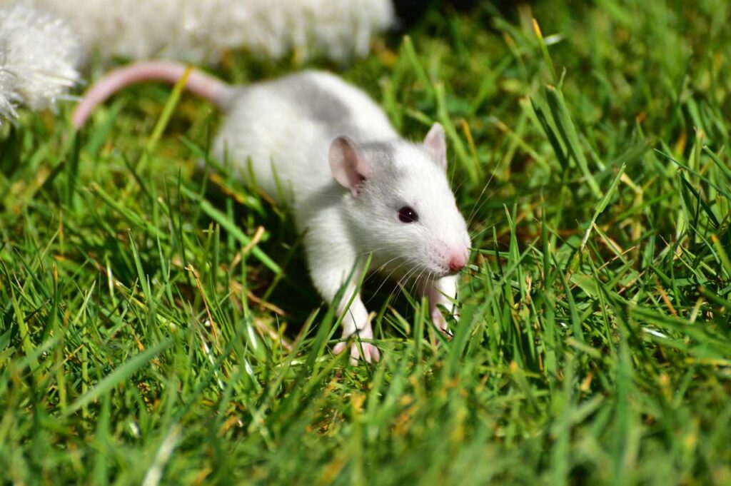 Hvordan bli kvitt rotter i hagen (Løsningen!)