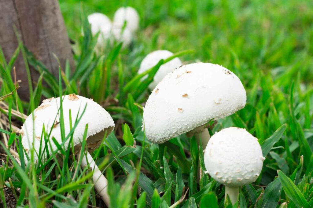 Hvordan bli kvitt sopp i hagen (Effektive tips!)