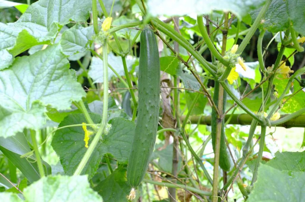 dyrke agurk uten drivhus