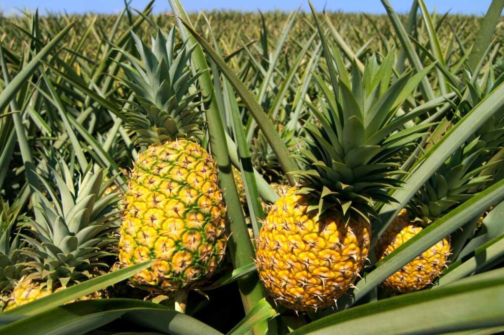 Hvordan-dyrke-ananas-i-norge-Slik-gjor-du-det-norge