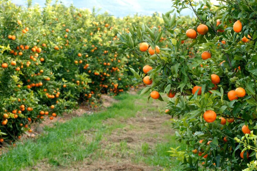 Planting av appelsintre i Norge: Er det mulig? Hvordan dyrke appelsintre (Full guide!)