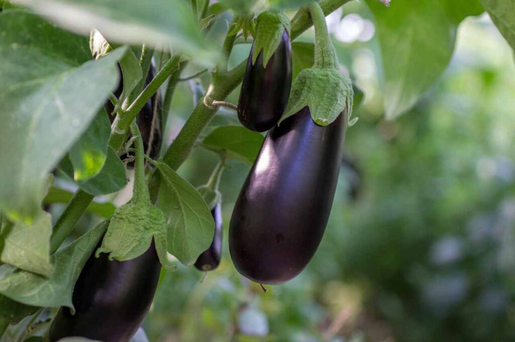Hvordan dyrke aubergine (Fremgangsmåte og tips!)