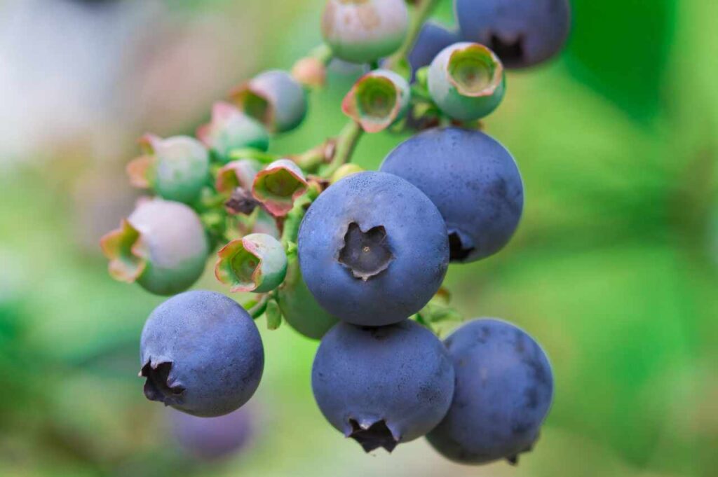 Hvordan plante blåbær: Få flotte blåbærbusker i hagen Hvordan dyrke blåbær (Så enkelt er det!)