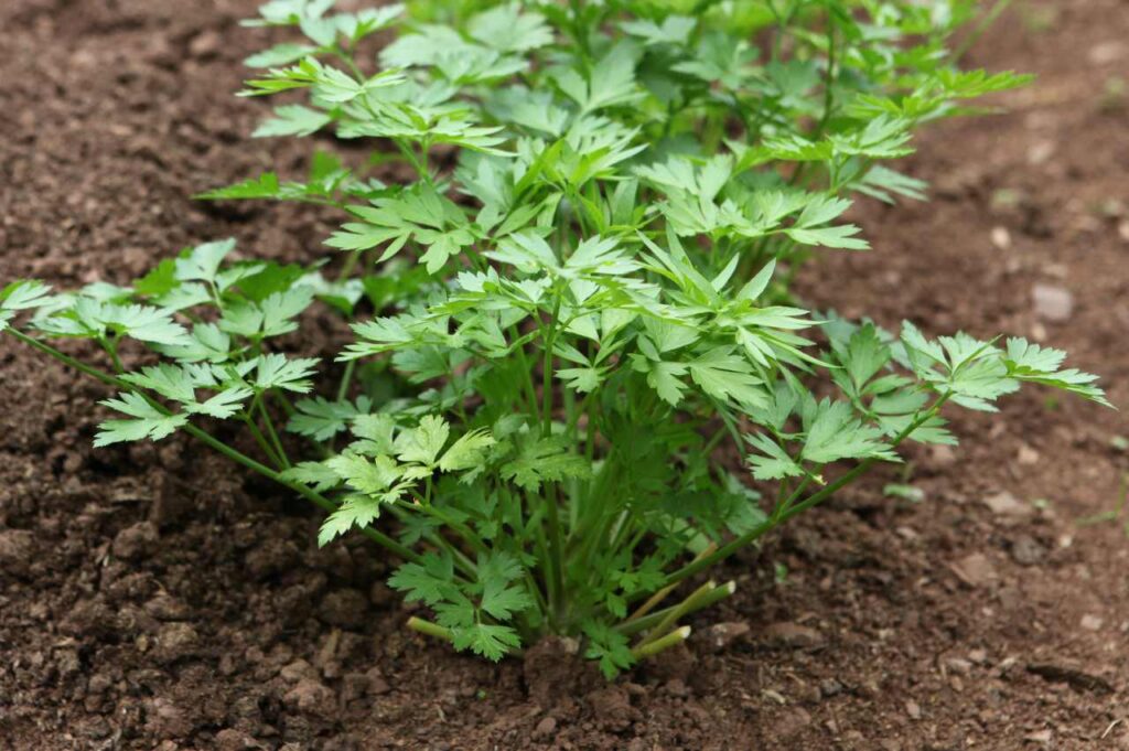 Hvordan dyrke bladpersille (Tips!)