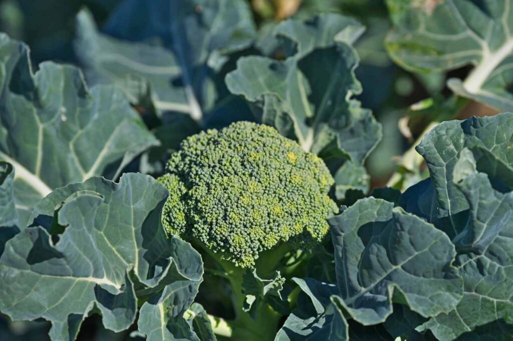 Hvordan dyrke brokkolini (På 1-2-3!)