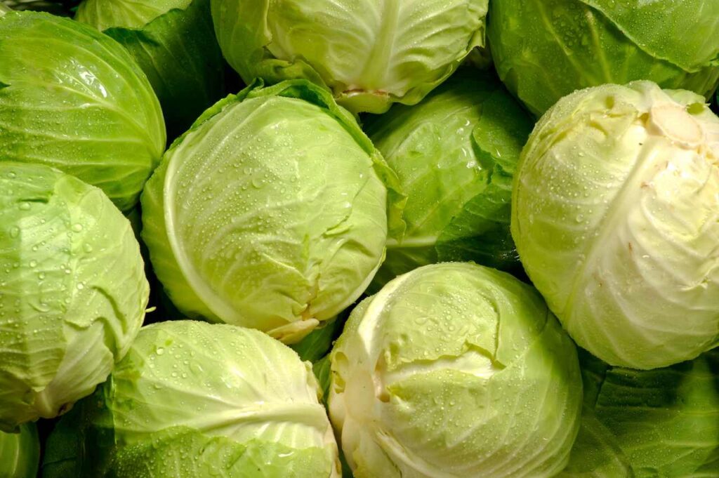 Hvordan dyrke hodekål (Fremgangsmåte!) Hvordan dyrke hodekål (Fremgangsmåte)