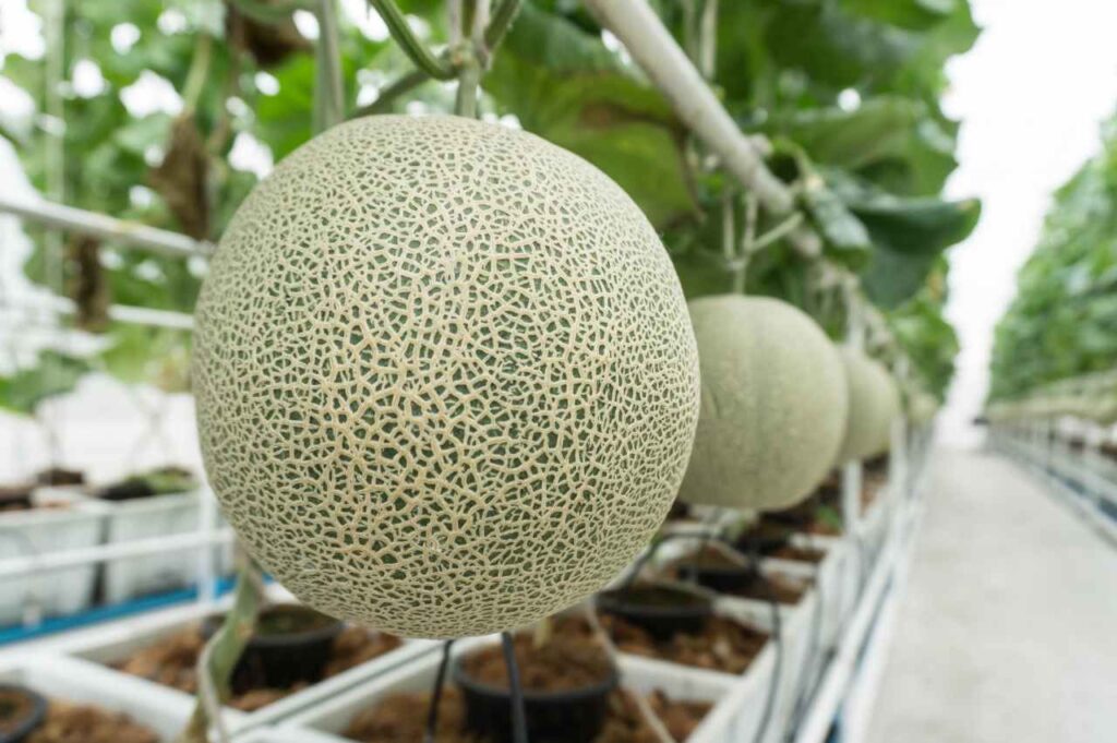 Hvordan dyrke honningmelon (Slik gjør du det!)