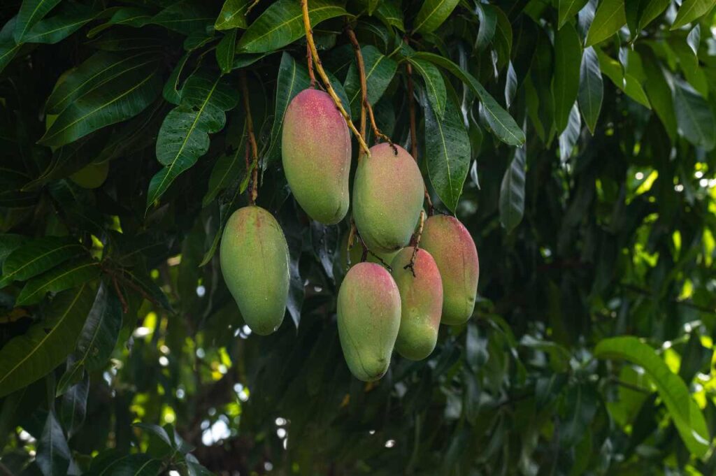 Hvordan plante mangotre: Slik kan du dyrke mango Hvordan dyrke mango (Guide!)