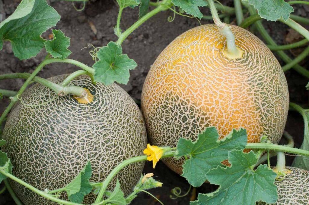 Hvordan dyrke melon (Guide!)