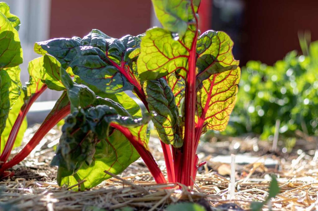Hvordan dyrke rabarbra: Tips for planting og gjødsling Hvordan dyrke rabarbra (Tips for å lykkes!)