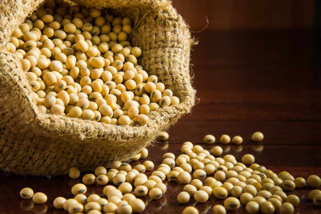 Hvordan dyrke soyabønner? Hvordan dyrke soyabønner (Gode råd)