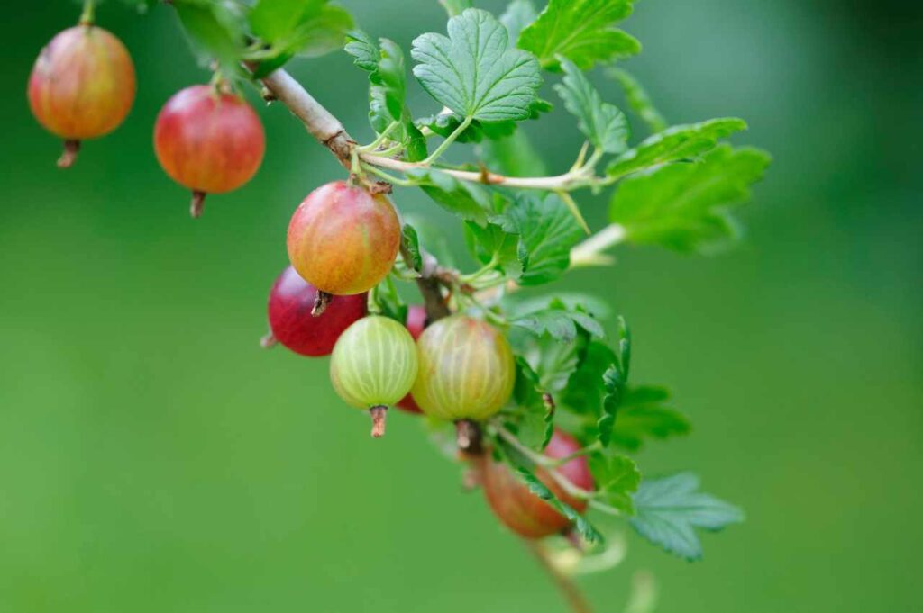 Hvordan dyrke stikkelsbær (Guide!)