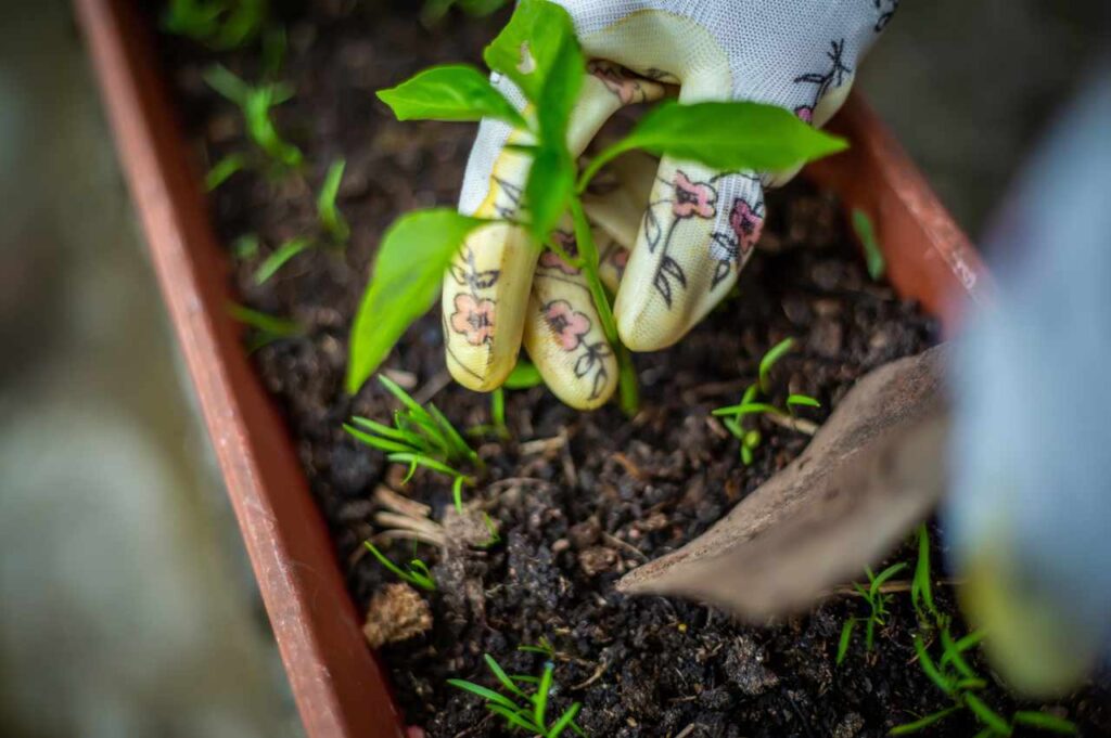 Hvordan plante grønnsaker (Slik lykkes du!)