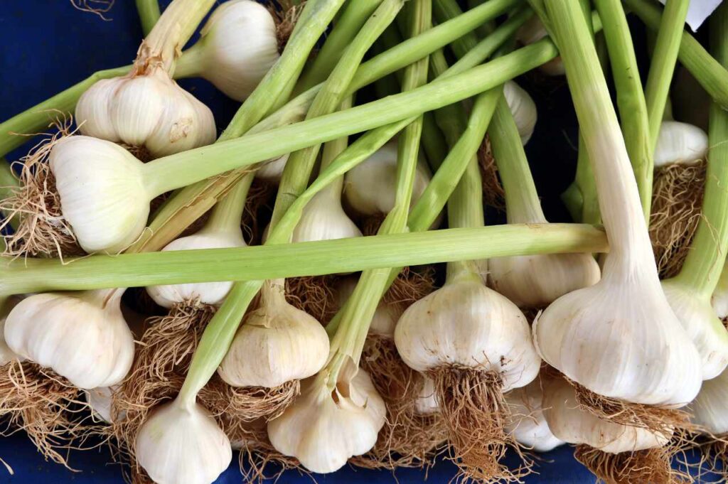 Hvordan plante hvitløk? Hvordan plante hvitløk (Tips og råd!)