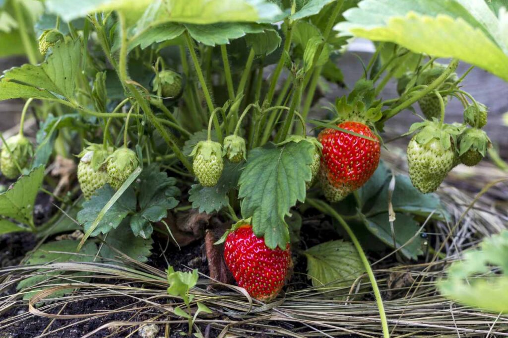 Hvordan plante jordbær (Fremgangsmåte og tips!)