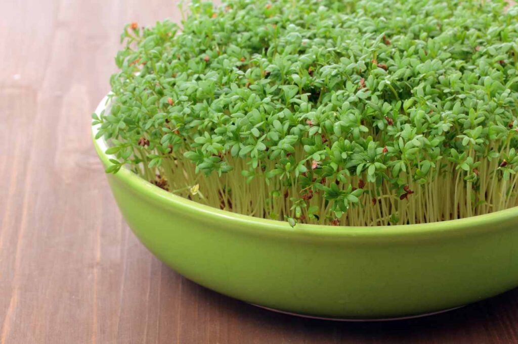 Hvordan plante karse? Hvordan plante karse (Praktiske tips!)