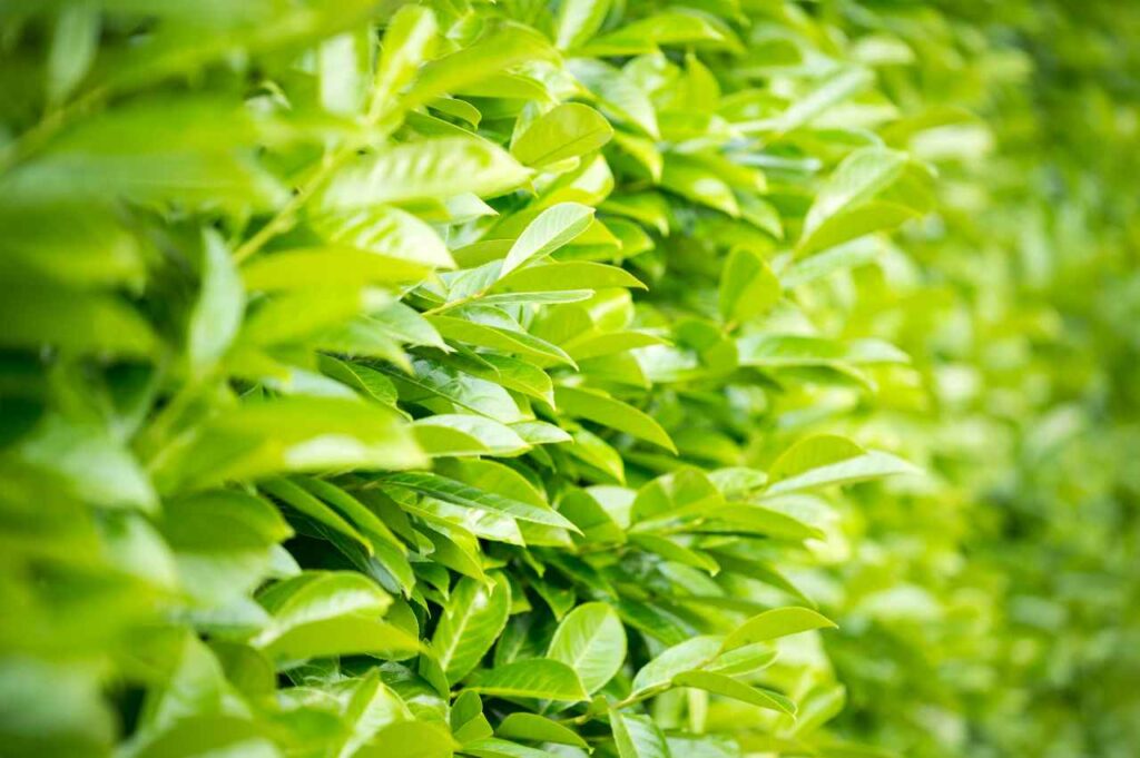 Hvordan plante laubærhegg (Gode tips!)