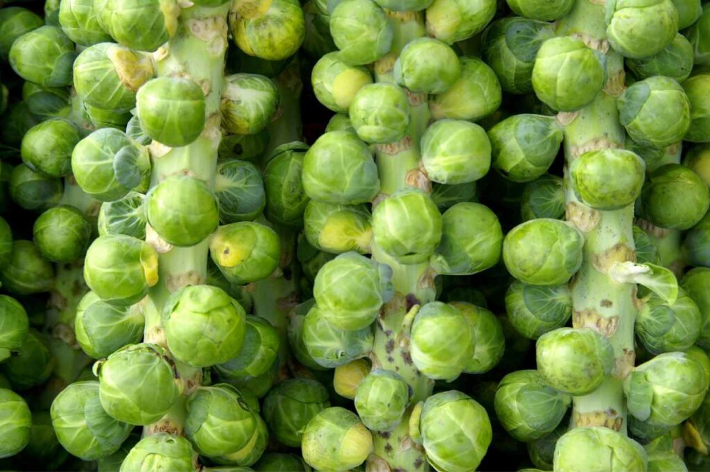 Hvordan dyrke rosenkål? Hvordan plante rosenkål