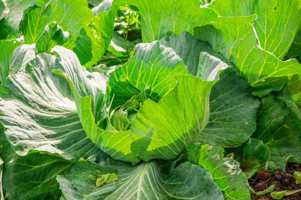 Hvordan dyrke salat: Slik kan du så salatfrø Hvordan plante salat (Tips og fremgangsmåte!)