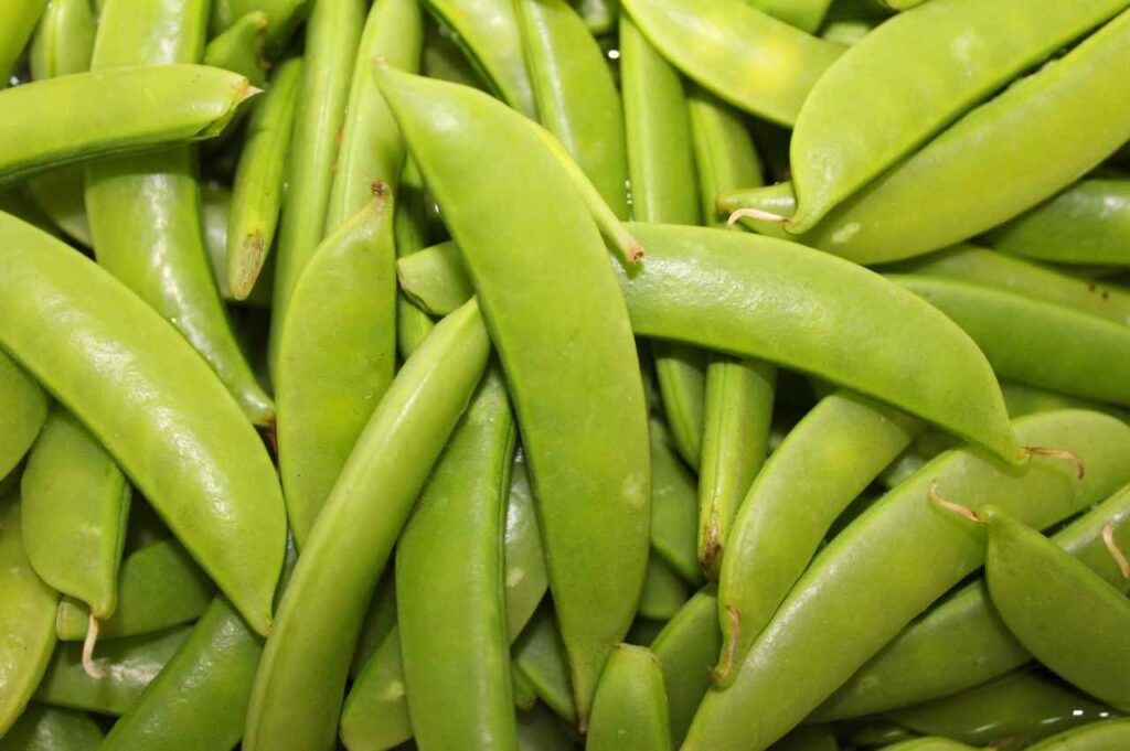 Hvordan plante sukkererter (Ekspertens tips!)