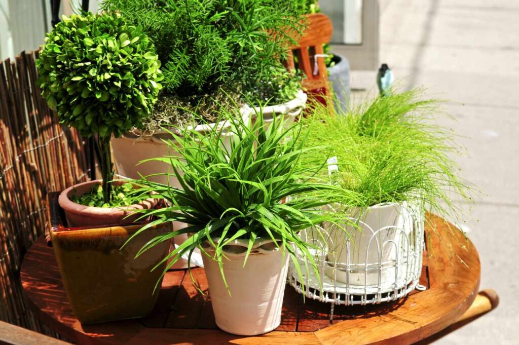 Hvordan stelle grønne planter? Hvordan stelle grønne planter