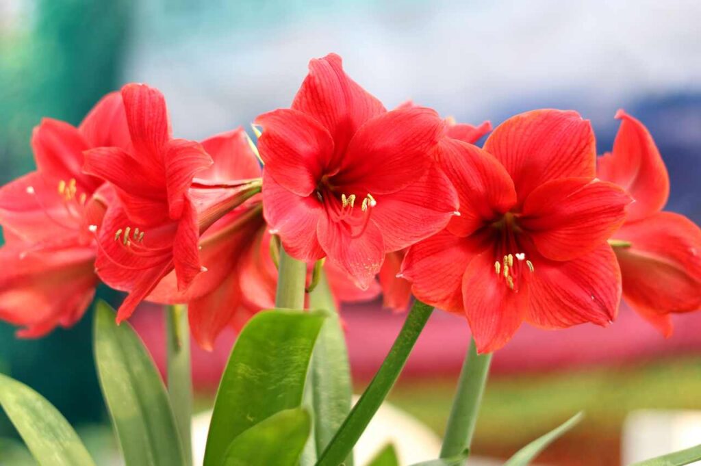 Hvordan dyrke amaryllis (Nydelig!)