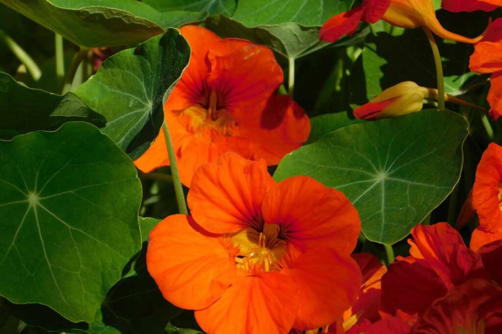 Blomkarse: Planting, vanning og stell Hvordan dyrke blomkarse (På 1-2-3!)