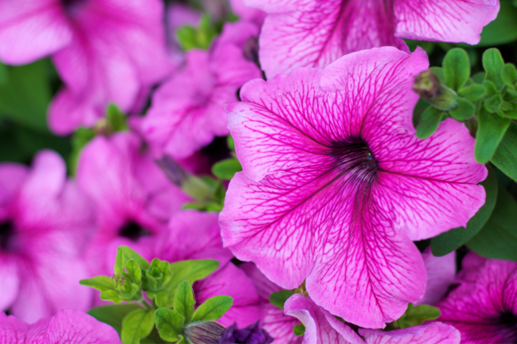 Petunia: Planting, vanning og stell Hvordan plante petunia (Full oversikt!)