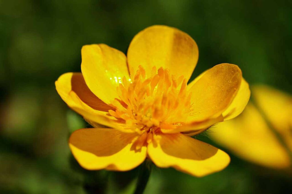 Hvordan plante ranukler i hagen? Hvordan plante ranunkel (Slik lykkes du!)