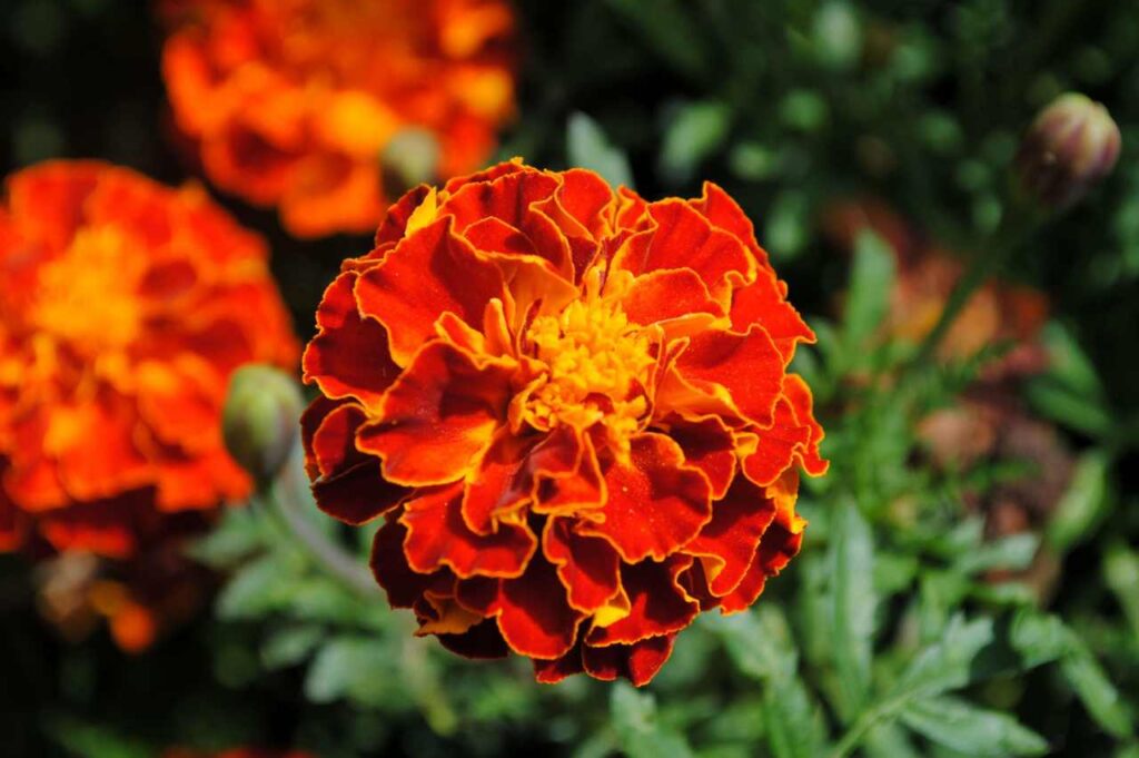 Hvordan plante ringblomst (Guide!)