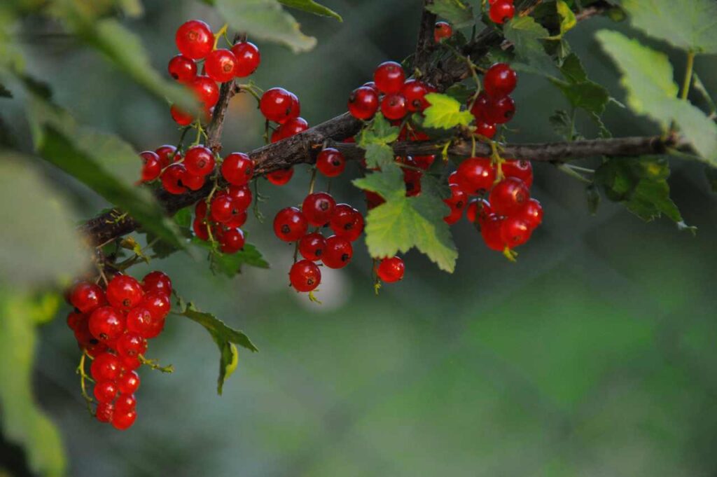 Hvordan plante ripsbærbusk (Skikkelig deilig!)