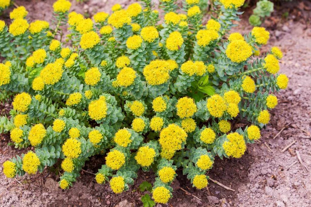 Hvordan plante rosenrot (Få flotte planter!)