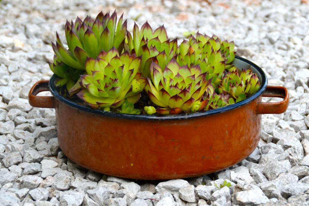 Hvordan plante sempervivum (Effektive råd!)