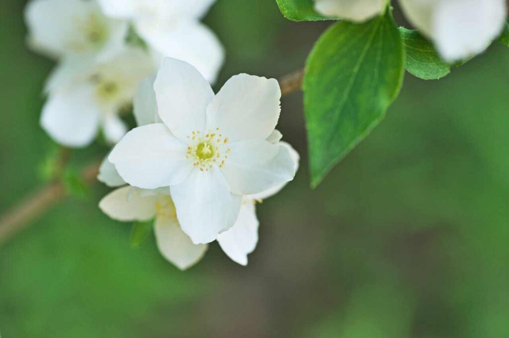 Hvordan plante skjærsmin (Fremgangsmåte!)