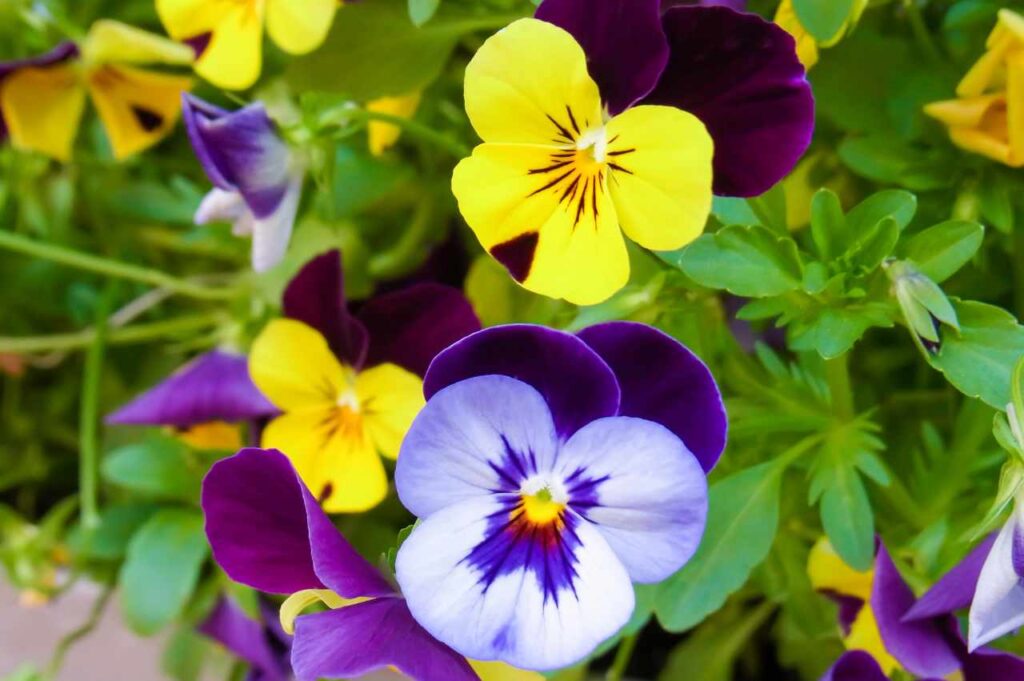 Hvordan plante stemor (Effektive tips og råd!)