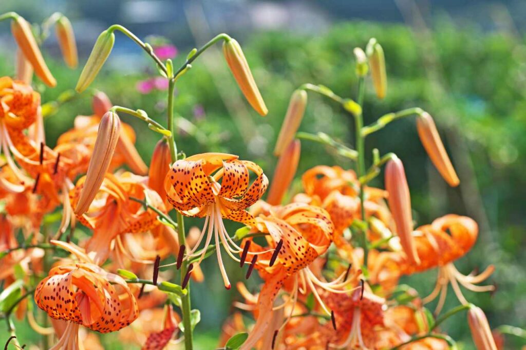 Hvordan plante tigerlilje: Tips og råd Hvordan plante tigerlilje (På 1-2-3!)