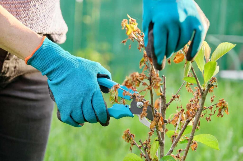 Hvordan redde tørr plante (Effektive tips!)