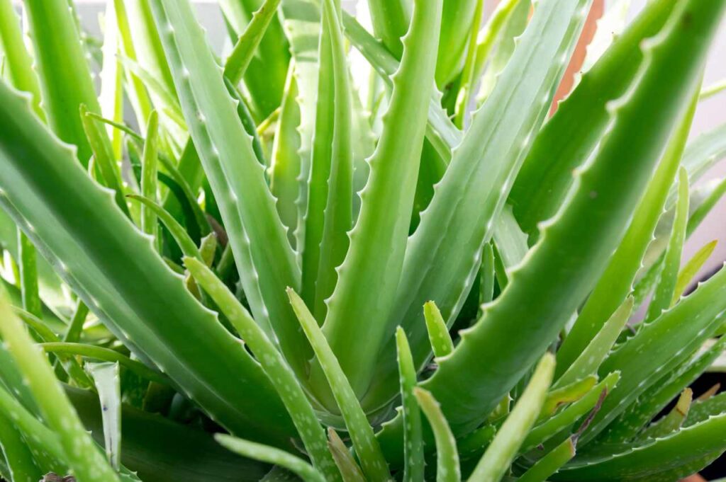 Hvordan stelle aloe vera plante? Hvordan stelle aloe vera plante (Tips!)