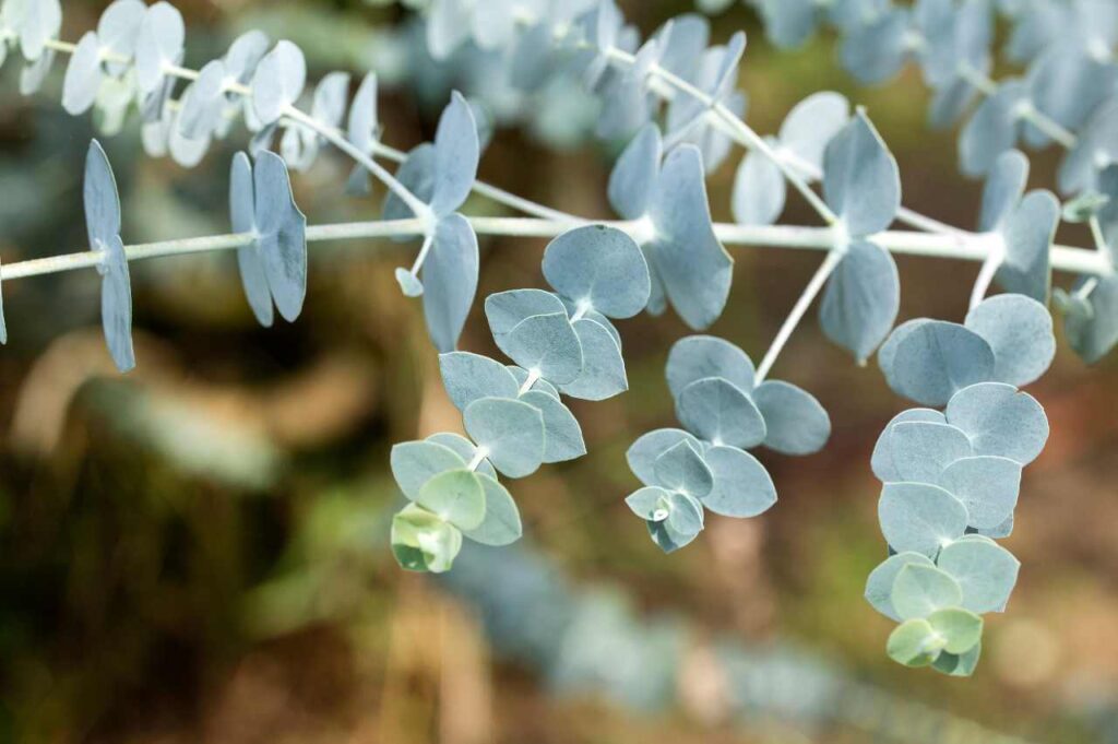 Eucalyptus plante: Jord, vanning og stell Hvordan stelle eucalyptus plante (Effektivt!)