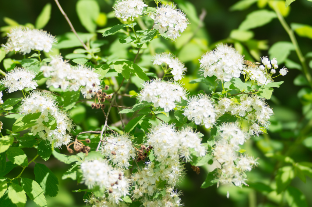 Bjarkøyspirea – Stell, beskjæring og blomstring Bjarkøyspirea
