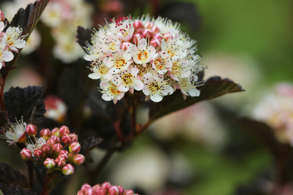 Blærespirea