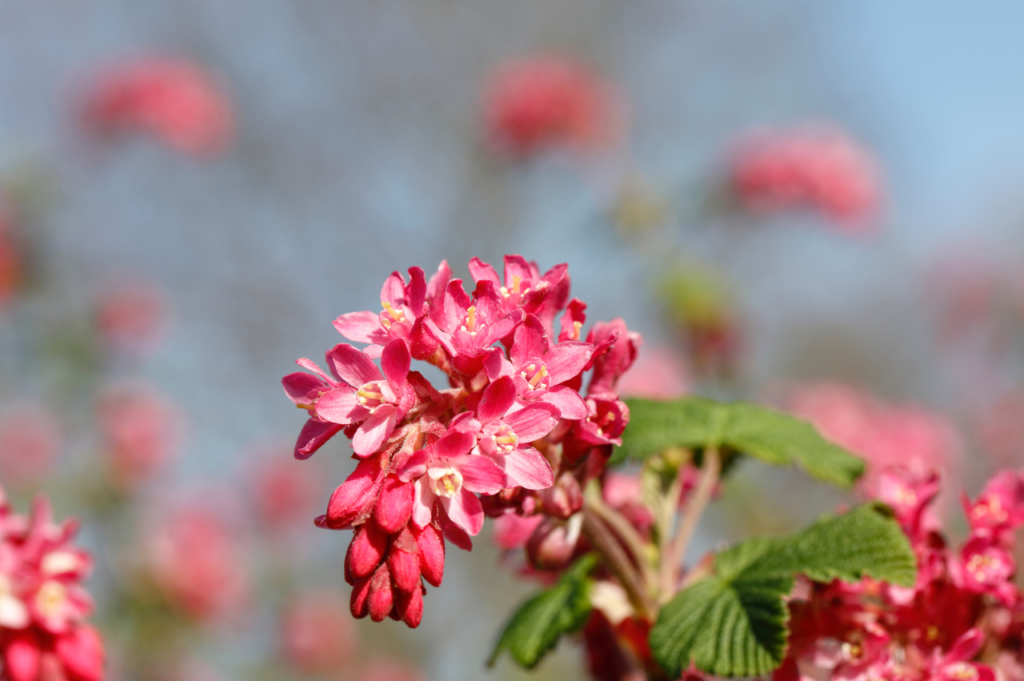 Blodrips – Stell, beskjæring og blomstring Blodrips