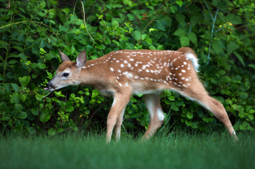 Busker som rådyr ikke spiser Busker som rådyr ikke spiser