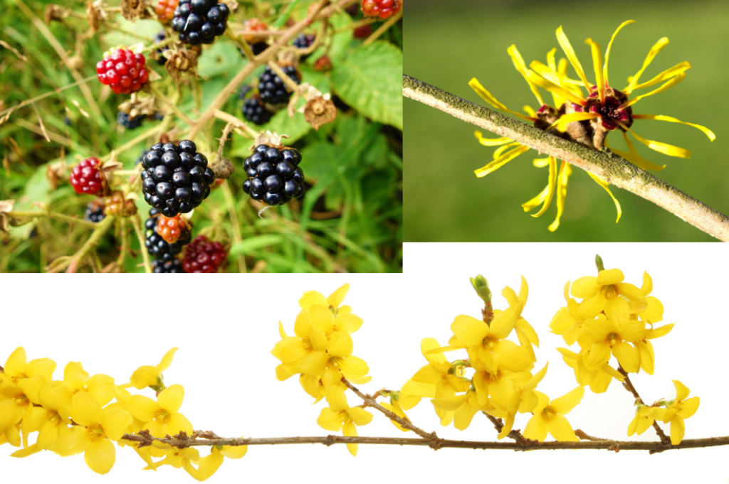 Busker som vokser fort